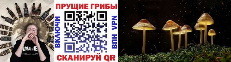 Псилоцибиновые грибы прущие грибы  закладка  Рыбное 
